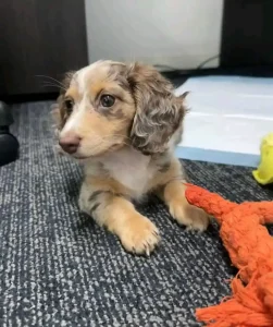 Stella