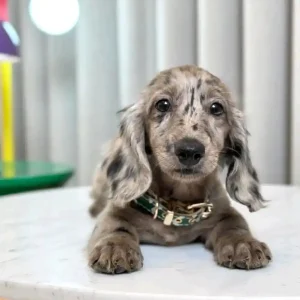 Daxie