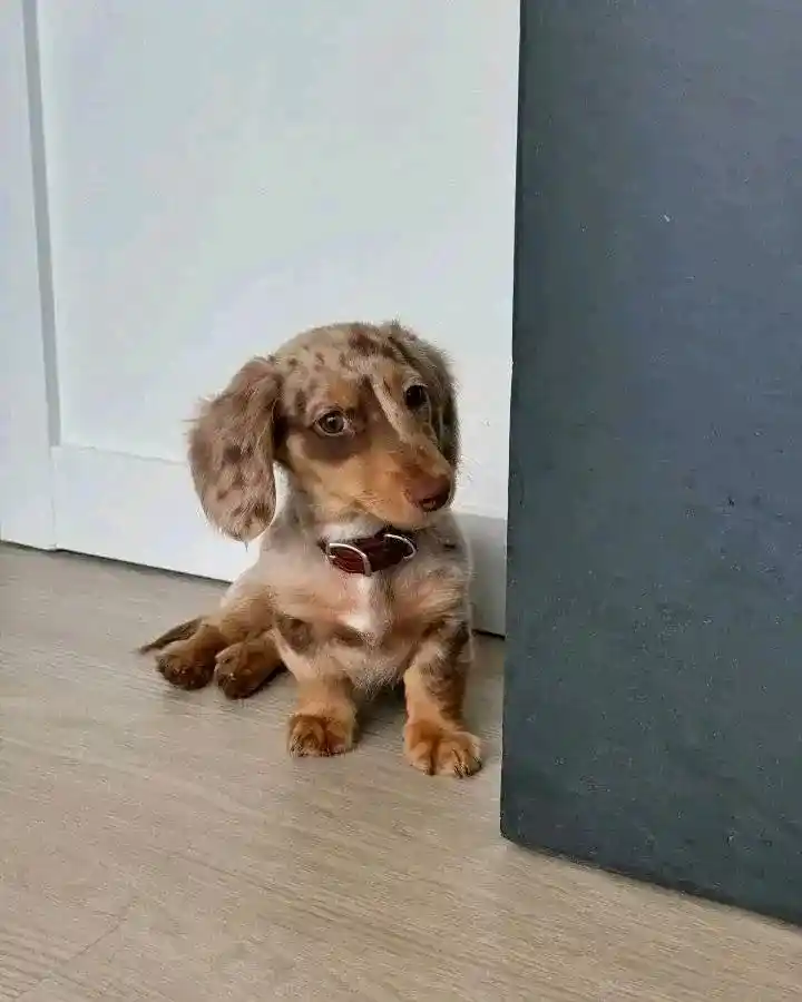Rex