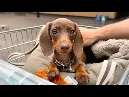 Dachshund Puppy