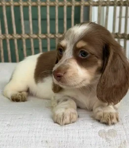 Molly