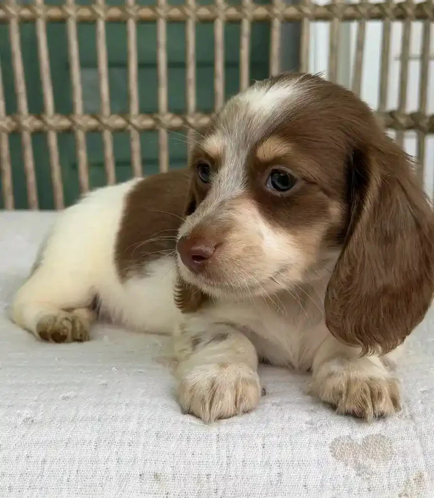 Molly
