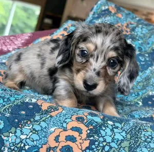 Willow