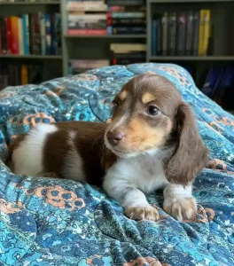 Sophie