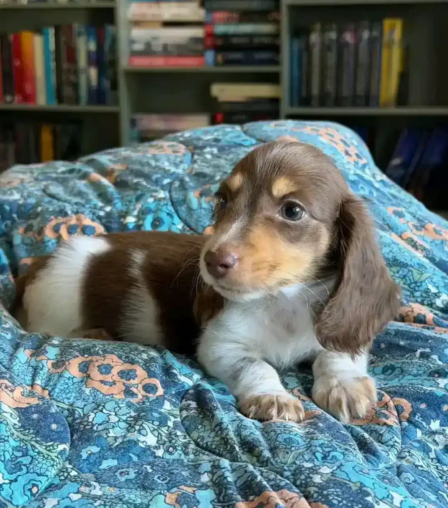 Sophie