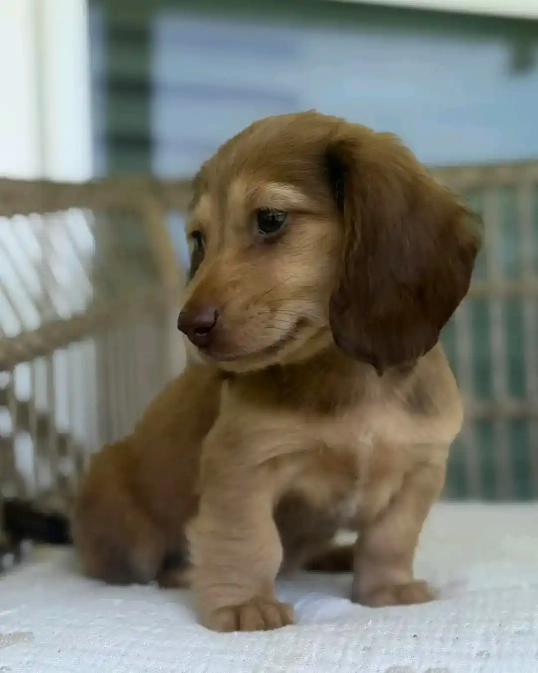 Rosie
