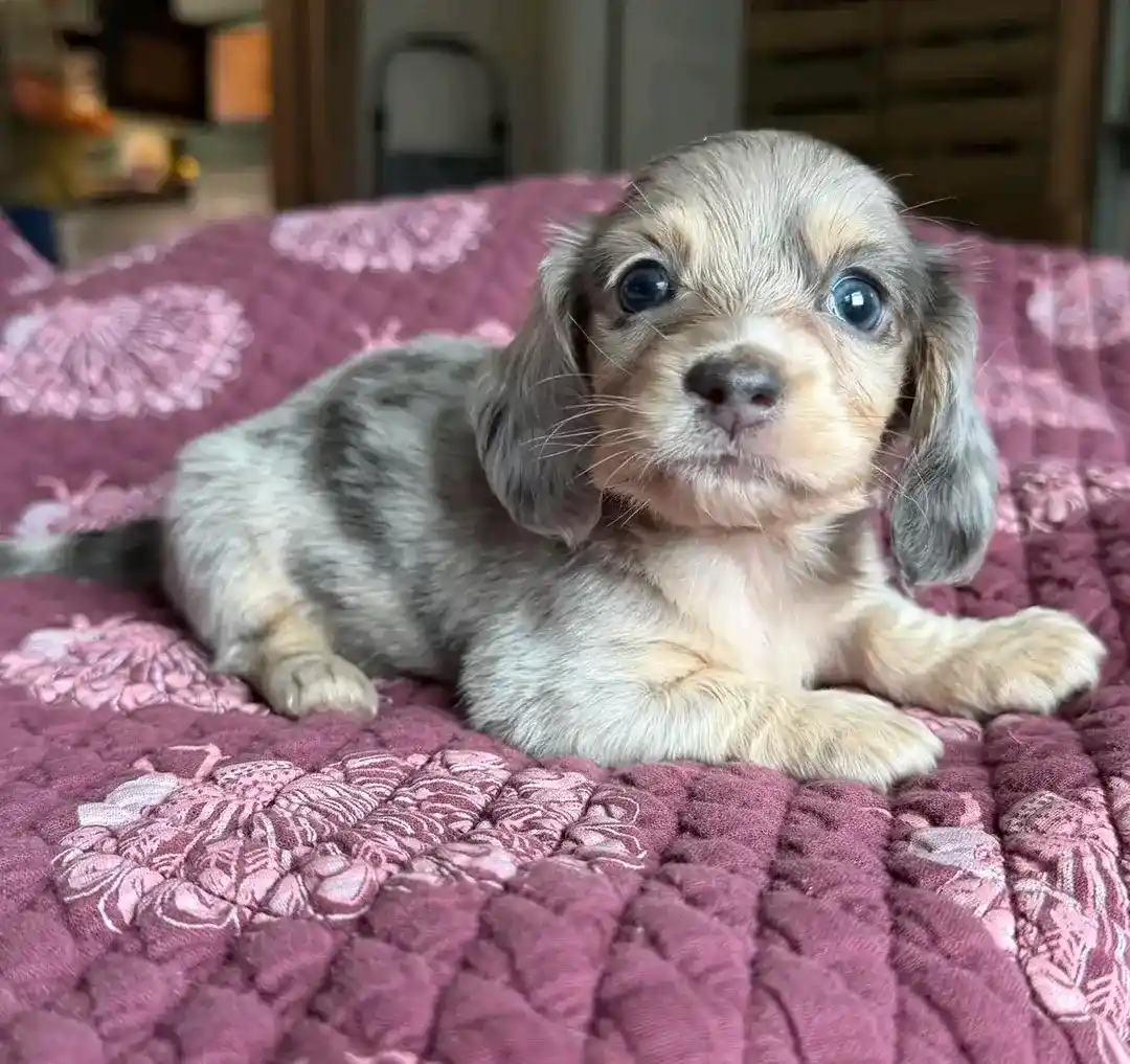 Daisy